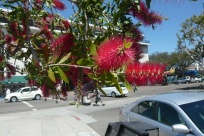 Bottlebrush flower